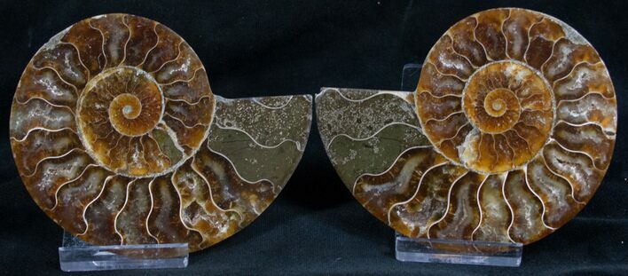 Cut and Polished Ammonite Pair #8009